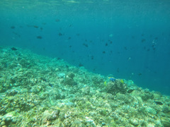 Odonus niger