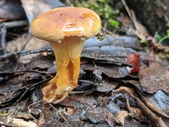 Austropaxillus muelleri