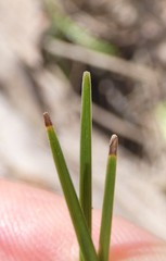 Lomandra laxa