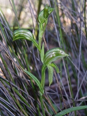 Pterostylis prasina