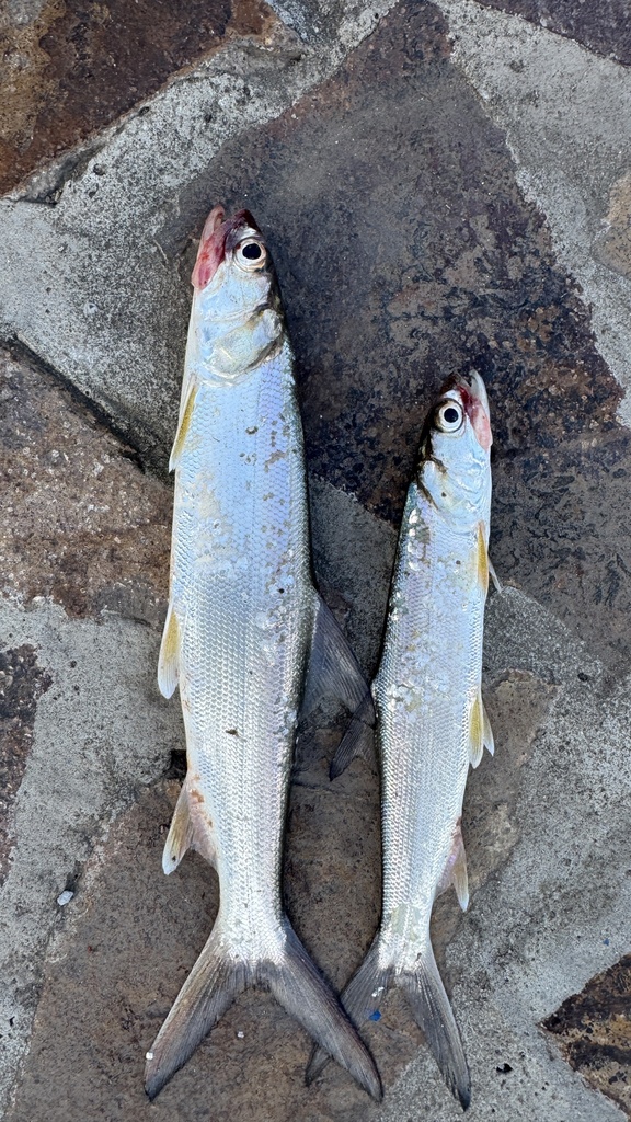 Australian giant herring (Elops machnata) — Elopidae