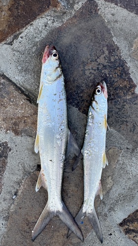 Australian giant herring (Elops machnata) — Elopidae