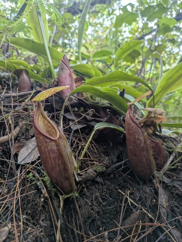 Nepenthes gymnamphora observed 2026-05-02