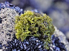 Psilophycus alveatus