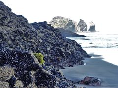 Psilophycus alveatus