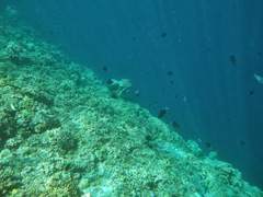 Odonus niger