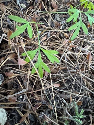 Anisotome filifolia, photograph 5