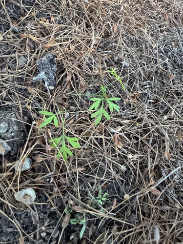 Anisotome filifolia, photograph 6