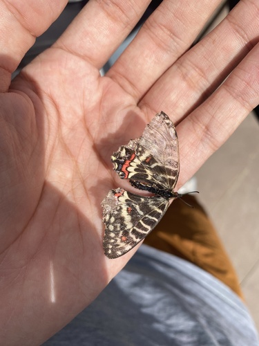 Dragon Swallowtail
