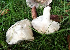 Russula grisea