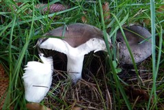 Russula grisea