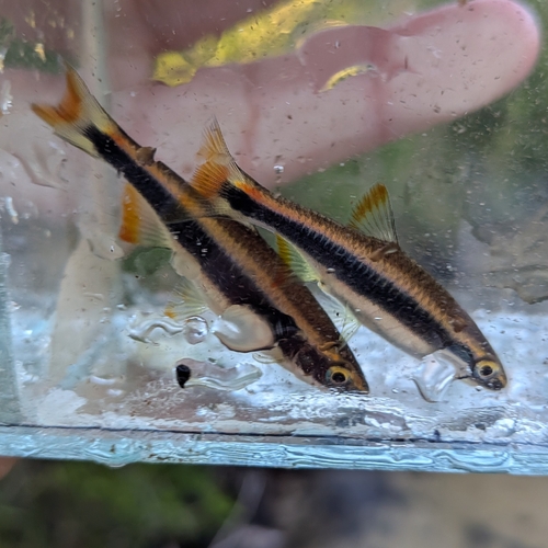 Flagfin Shiner