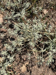 Eryngium aristulatum, photograph (c) Adam J. Searcy, some rights reserved (CC BY)