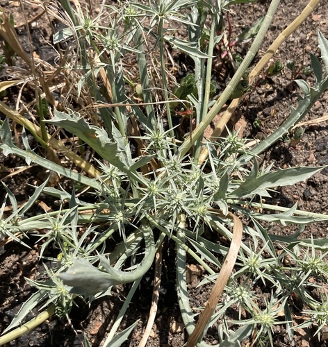 Eryngium aristulatum, photograph 3