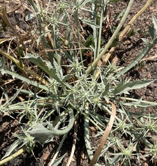 Eryngium aristulatum, photograph (c) Adam J. Searcy, some rights reserved (CC BY)