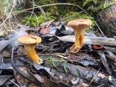 Austropaxillus muelleri