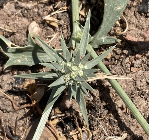 Eryngium aristulatum, photograph 4
