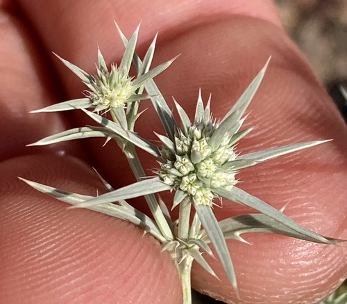 Eryngium aristulatum, photograph 5