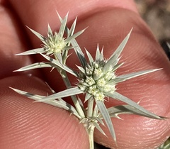 Eryngium aristulatum, photograph (c) Adam J. Searcy, some rights reserved (CC BY)