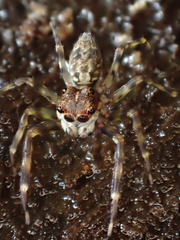 Astiini