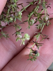 (c) Adam J. Searcy, some rights reserved (CC BY) Galium nuttallii, photograph (c) Adam J. Searcy, some rights reserved (CC BY)