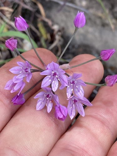 Allium praecox