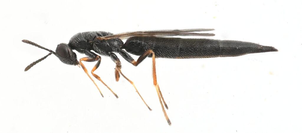 Macrorileya oecanthi