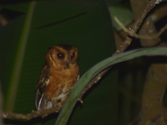 Otus bakkamoena