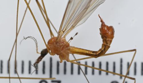 Tipula fragmentata