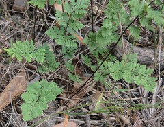 Cheilanthes nudiuscula