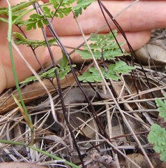 Cheilanthes nudiuscula