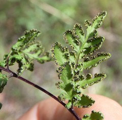 Cheilanthes nudiuscula