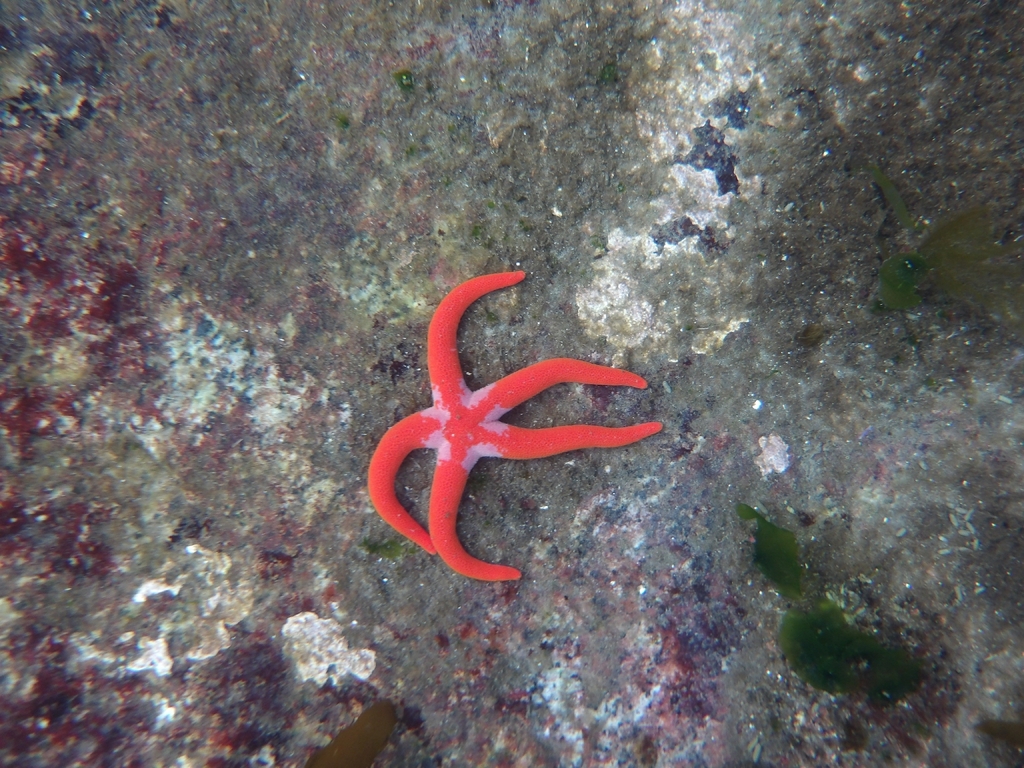 Amalis Riera Blood Stars from James Bay, Victoria, BC, Canada on April 26, 2026 at ...