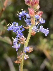 Ceanothus tomentosus, photograph (c) Adam J. Searcy, some rights reserved (CC BY)