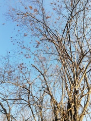 Pterocarpus acapulcensis