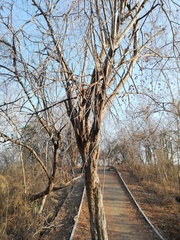 Pterocarpus acapulcensis
