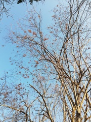 Pterocarpus acapulcensis