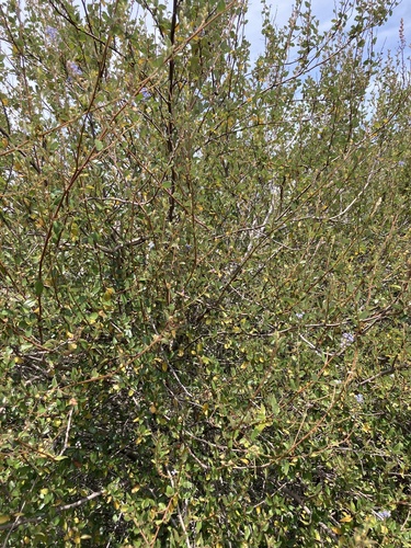 Ceanothus tomentosus, photograph 5
