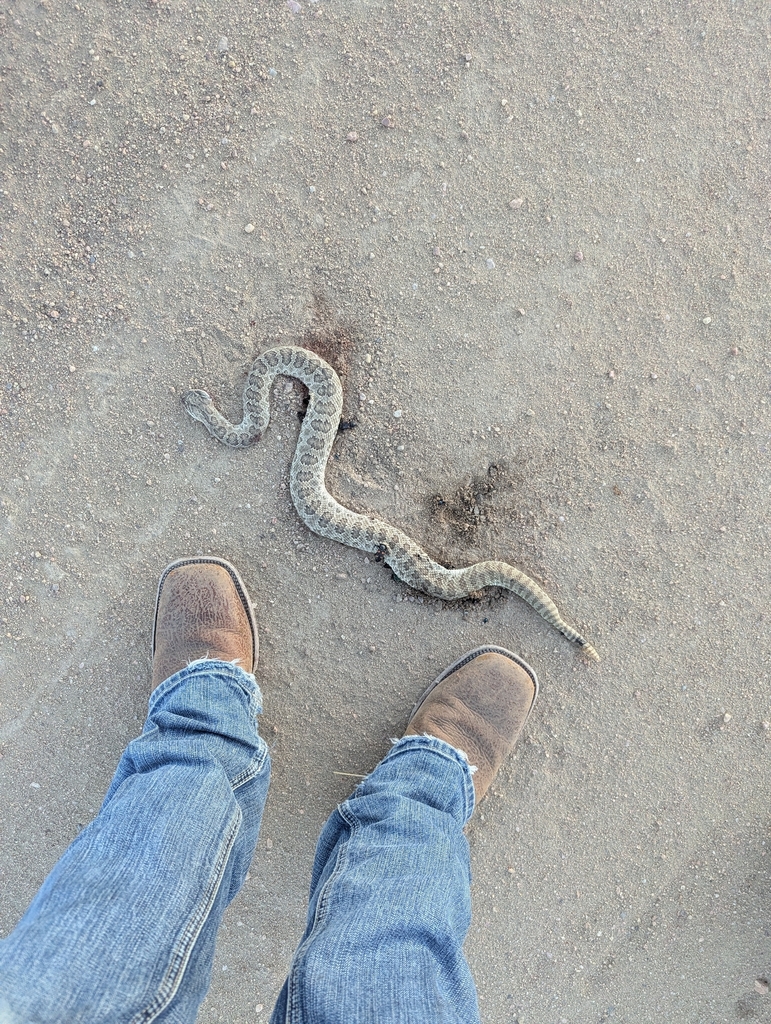 Prairie Rattlesnake in May 2026 by Beren Erkan (herper/photographer ...