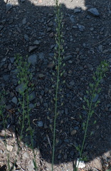 Camelina microcarpa