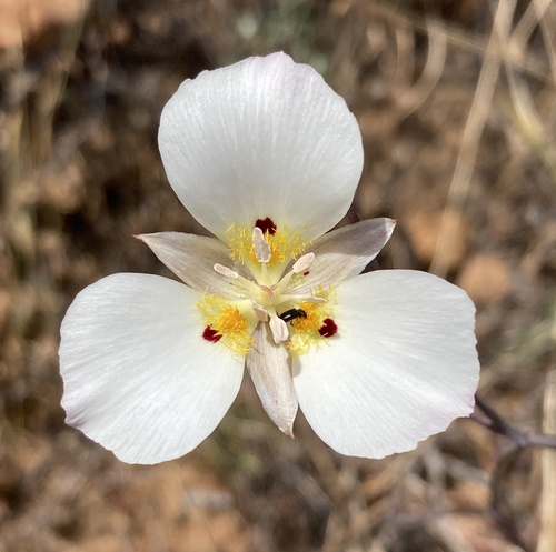 Dunn's mariposa lily (Calochortus dunnii)