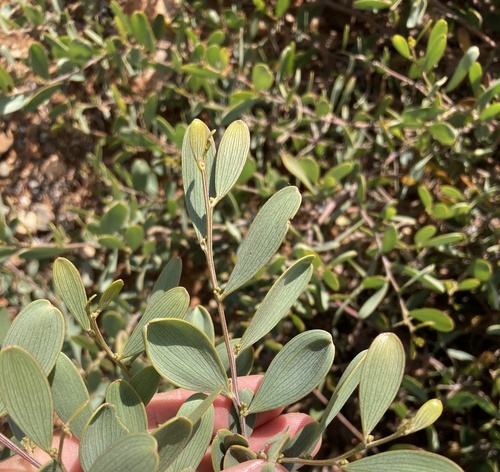 Acacia redolens