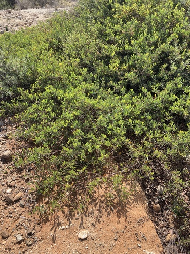 Acacia redolens, photograph 1