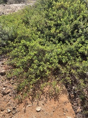 Acacia redolens, photograph (c) Adam J. Searcy, some rights reserved (CC BY)