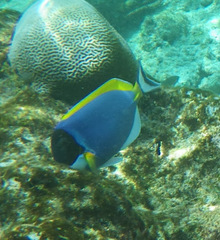 Acanthurus leucosternon