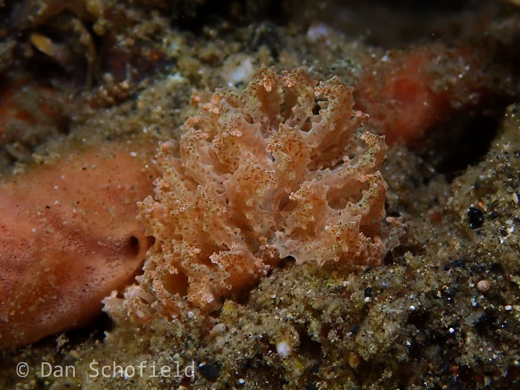 Beaded Soft Coral Eater