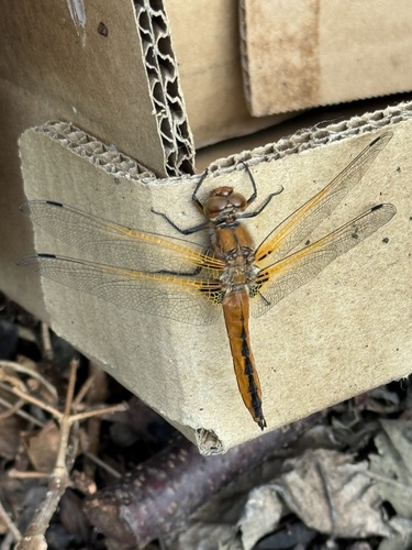 Scarce Chaser