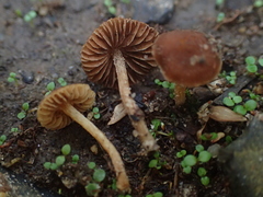 Tubariaceae