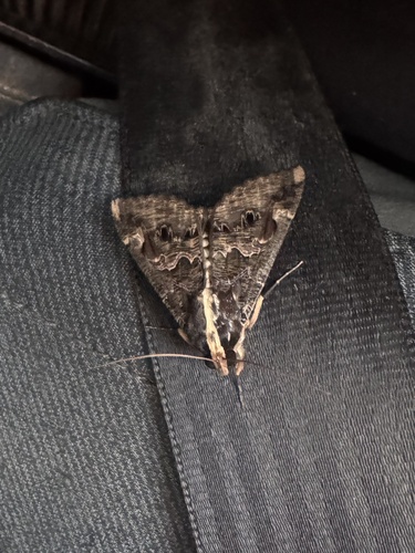 Sundowner moth