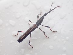 Ithystenus hollandiae
